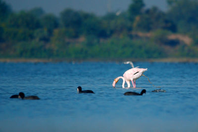 Swans swimming in lake