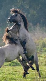 Horses fighting on grassy field