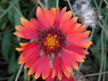 Close-up of orange flower