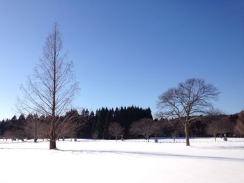 Trees on snow covered landscape against clear blue sky