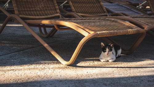 Portrait of cat sitting under lounge chair