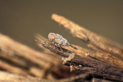 Close-up of insect