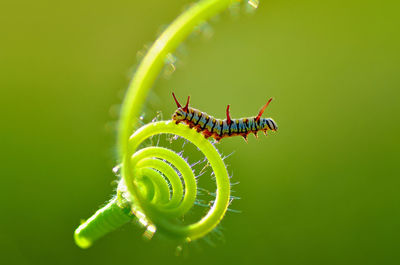 Close-up of grasshopper