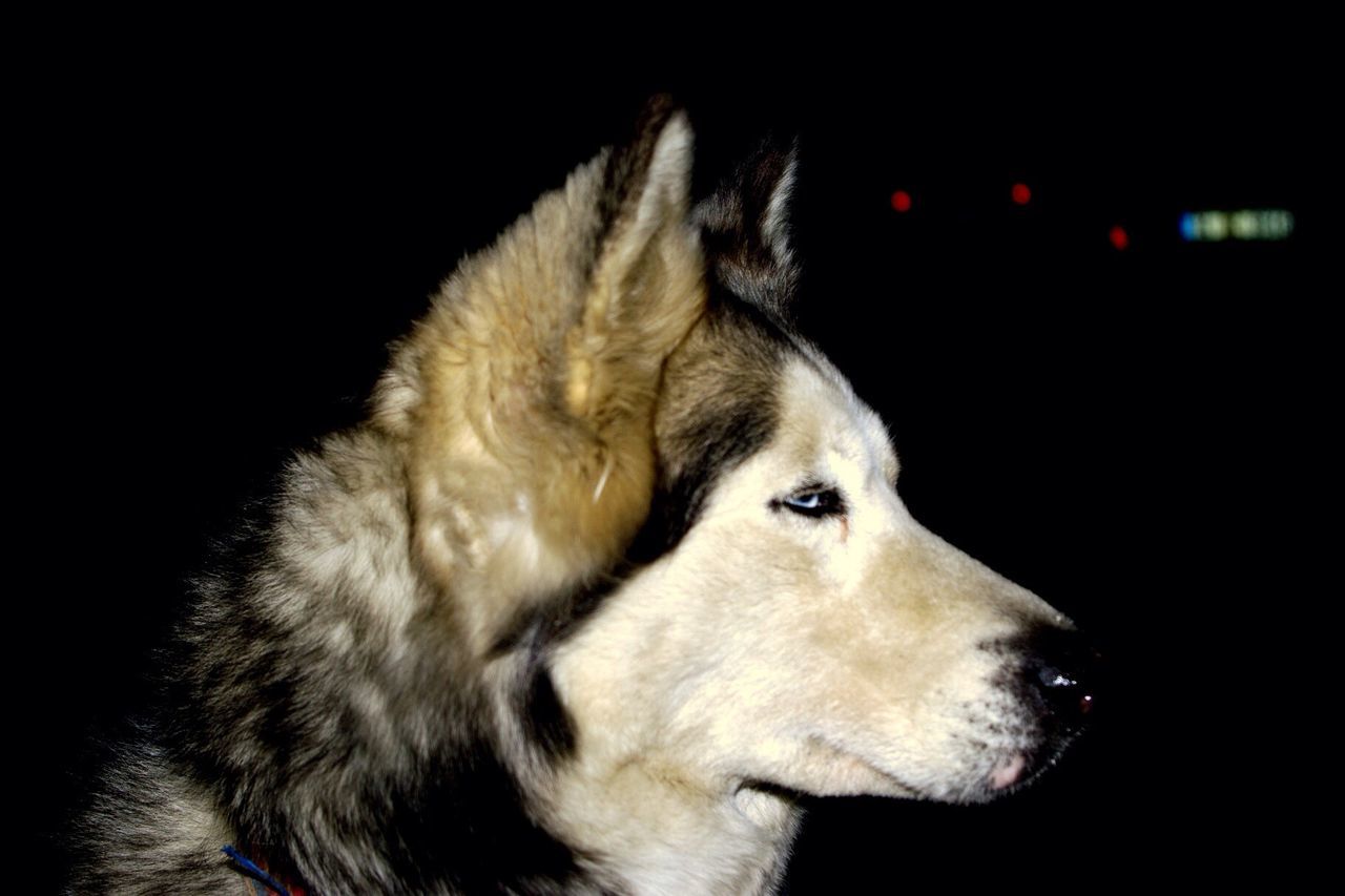 pets, animal themes, one animal, domestic animals, mammal, dog, black background, close-up, studio shot, animal head, indoors, looking away, relaxation, animal body part, no people, white color, focus on foreground, night, resting, zoology