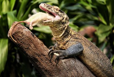 Close-up of lizard on tree