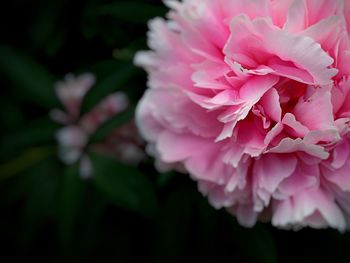 Close-up of pink flowers