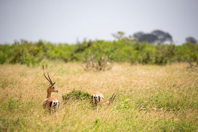 Deer in a field