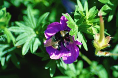 Close-up of bee on purple flower