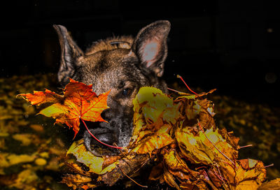 Close-up of dry autumn leaf at night