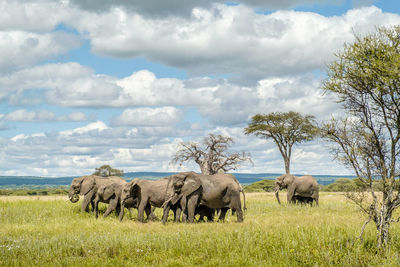 Elephants on field against sky