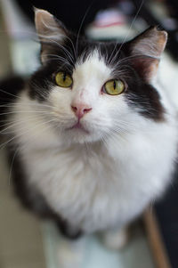 Close-up portrait of cat