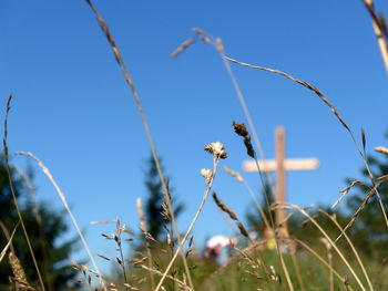 Low angle view of flowering plants against blue sky