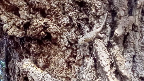 Close-up of tree trunk