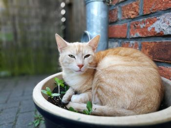 Close-up of ginger cat in flower pot