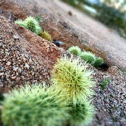 Close-up of cactus plant