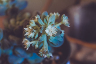 Close-up of flowers against blurred background