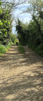 Dirt road passing through forest