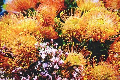 Close-up of flowers blooming outdoors