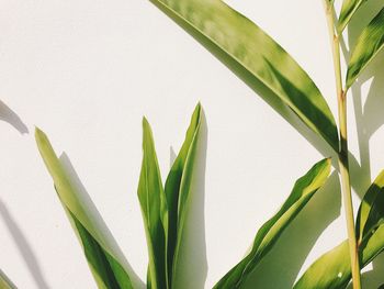 Close-up of fresh green plant against white wall