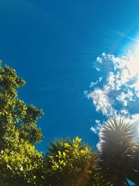 Low angle view of flowering plant against blue sky