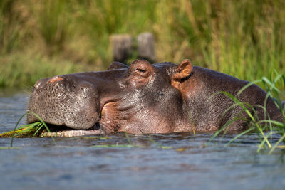 Close-up of hippo in river eating grass