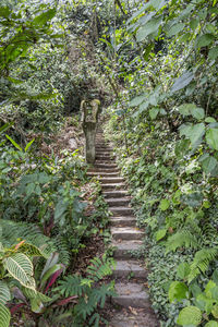 Steps amidst trees