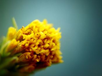 Close-up of yellow flower over black background