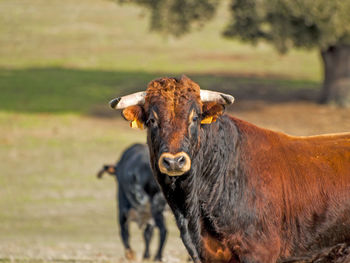 Close-up of cow on field