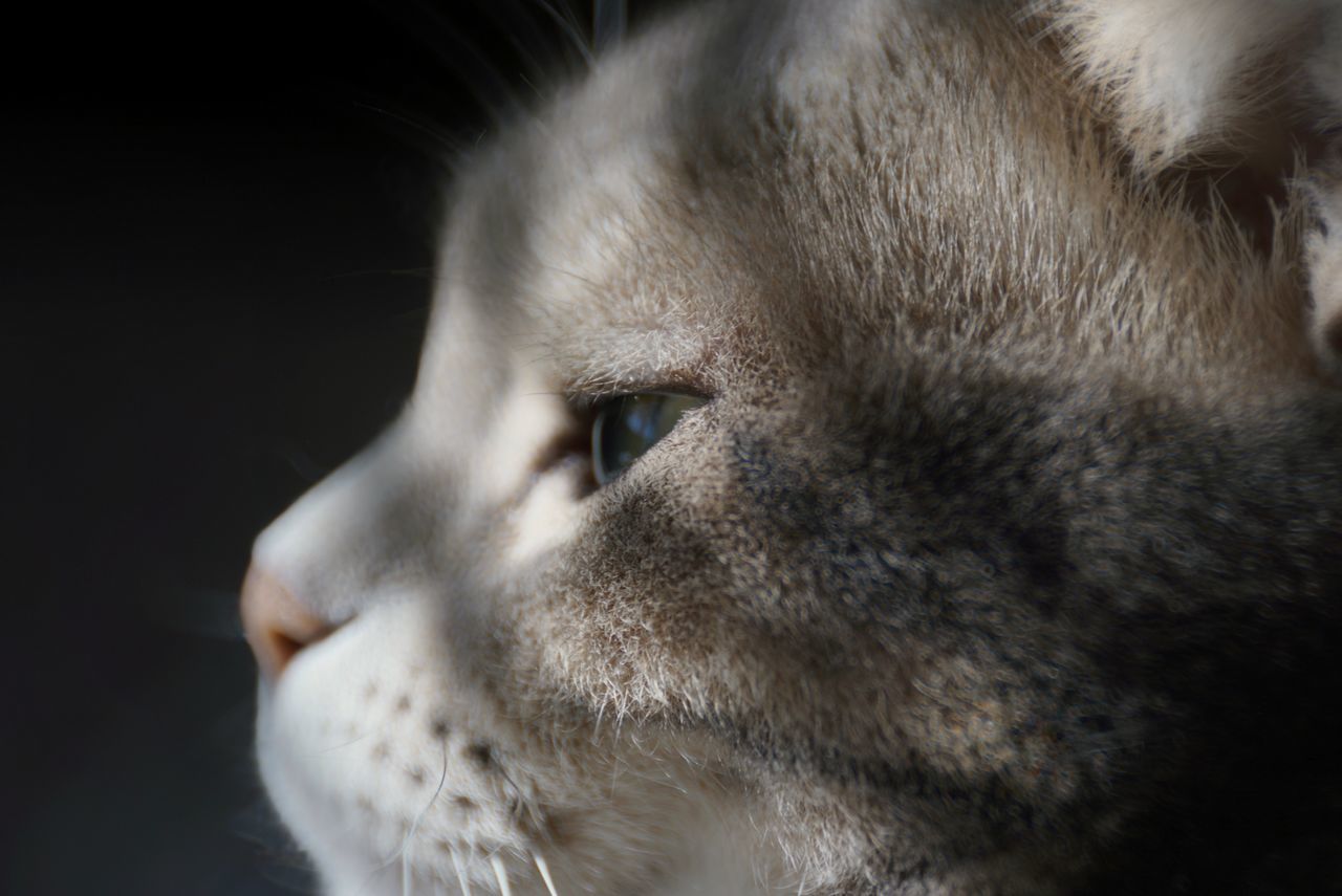 animal themes, one animal, pets, domestic animals, mammal, animal head, domestic cat, close-up, feline, no people, whisker, dog, indoors, relaxation, day