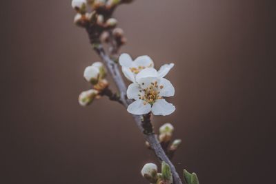 Close-up of white flowers blooming outdoors