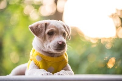 Cute labrador retreiver puppy portrait in yellow sweater with sunset foliage bokeh at winter.. 