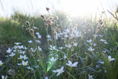 Close-up of white flowering plants on land