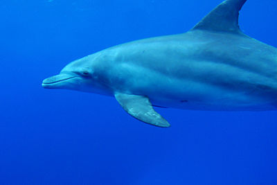 Bottle-nosed dolphin swimming underwater