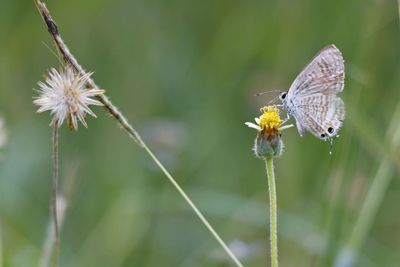 Butterfly pollinating on flower