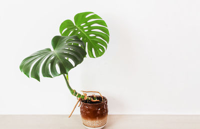 Close-up of potted plant on table against white background