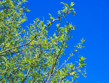 Low angle view of flower tree against blue sky