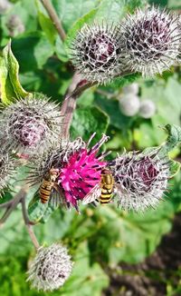 Close-up of insect on flower