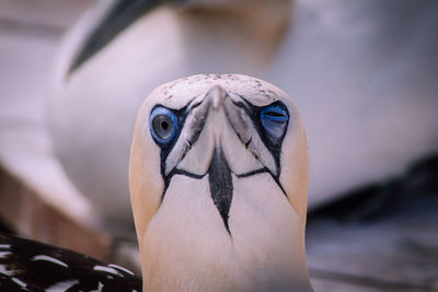 Close-up of bird