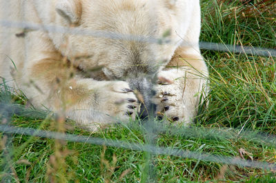 Close-up of sheep on grass