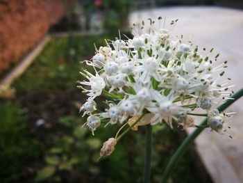 Close-up of white flowers