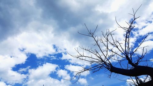 Low angle view of bare tree against sky