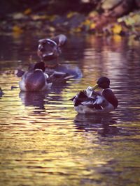 Ducks swimming in lake