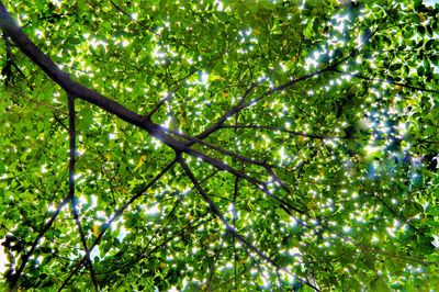 Low angle view of tree