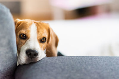 Depressed dog lying on couch, waiting for owner to come back home.