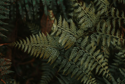 Close-up of pine tree