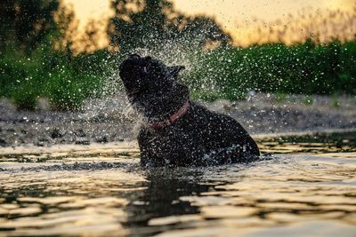 Dog in water