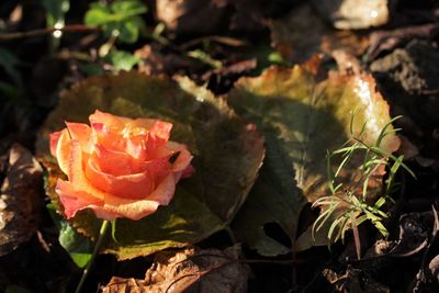 Close-up of rose plant on field