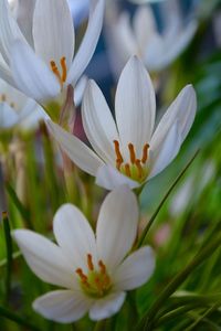 Close-up of white crocus flowers