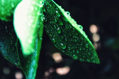 Close-up of raindrops on leaf