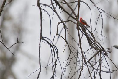 Bird perching on branch